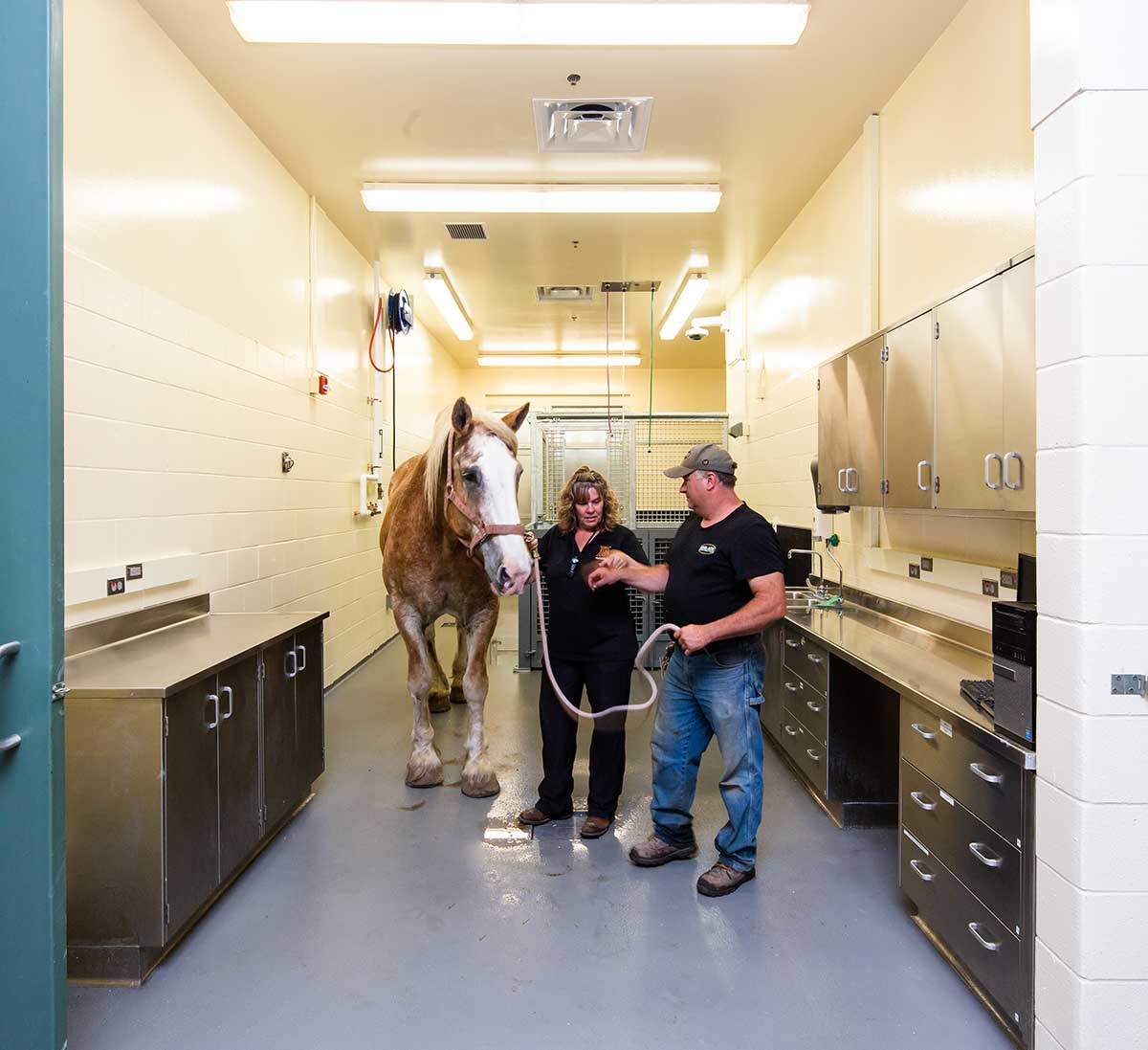 University of Minnesota Equine Center – CT Scan & Mare Foal Unit